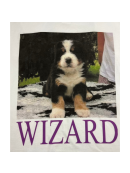 FREDDI  WIZARD - FREDDI T- SHIRT